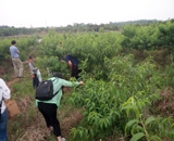 臨近端午，總經(jīng)理劉月琴組織人員農(nóng)莊采摘。